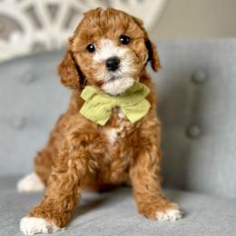 Val - Red  male Goldendoodle puppy in Queen Creek, Arizona from Goldendoodle AZ