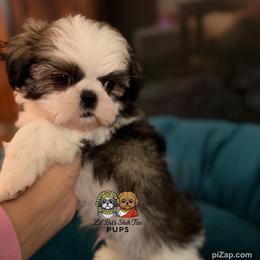 Cruz - Tricolor male Shih Tzu puppy in Walkertown, North Carolina from Lil’ Bit’s Shih Tzu
