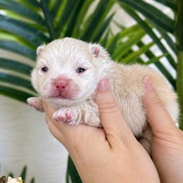 Armani - Cream male Pomeranian puppy in Menifee, California from Petite Poms Of CA