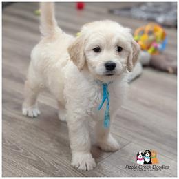VANNA - F1 English Goldendoodle - OFA-Genetics-Microchip-2 year warranty. - Cream female Goldendoodle puppy in Jeddo, Michigan from Apple Creek Doodles