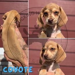 Coyote - Cream male Dachshund puppy in Fond Du Lac, Wisconsin from Clucking Homestead Springers & Dachshunds
