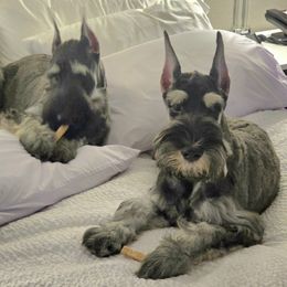 Giant Schnauzer Puppies from House of Roth Giant Schnauzers