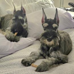Giant Schnauzer Puppies from House of Roth Giant Schnauzers