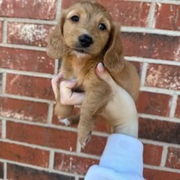 Green Collar Female - Cream female Dachshund puppy in Grandview, Texas from LF & Co Dachshunds