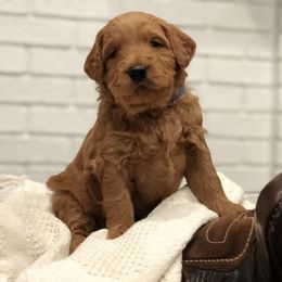 Goldendoodle Puppies from JD GoldenDoodles
