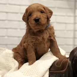 Goldendoodle Puppies from JD GoldenDoodles