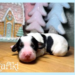 Rafiki - Black and white male Cavapoo puppy in Clinton, Oklahoma from Enchanted Spaniels