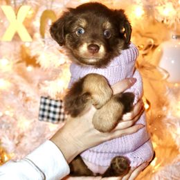 Golden Retriever and Miniature Australian Shepherd Puppies from Raised Right Pups