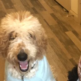 Bernedoodles, Double Doodles, and Goldendoodles from Pia’s Doodle Poodle Wag