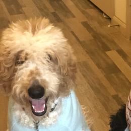 Bernedoodles, Double Doodles, and Goldendoodles from Pia’s Doodle Poodle Wag