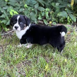 Knox - Black and white male Cardigan Welsh Corgi puppy in Hope, Arkansas from Foxy Knoll Farm