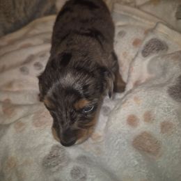 Dapple boy 3 - Dapple male Dachshund puppy in Madisonville, Tennessee from LaRose Farm & Kennels