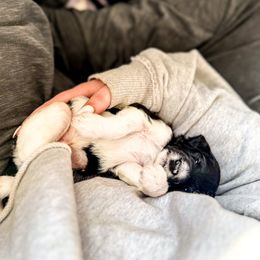 Goldendoodle Puppies from Summer Sun Doodles