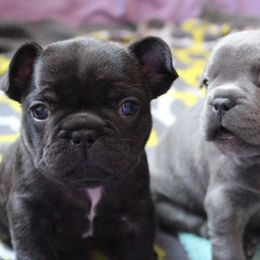 French Bulldog Puppies from North Coast Frenchies