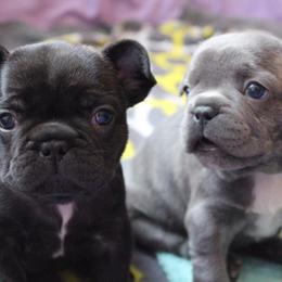 French Bulldog Puppies from North Coast Frenchies