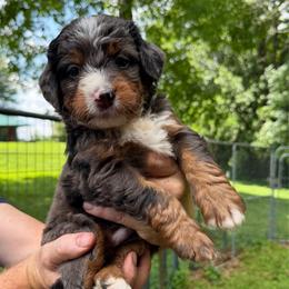 Ultra Cedar - Blue merle male Bernedoodle puppy in Campbellsville, Kentucky from Blue Belle Hills Bernedoodles