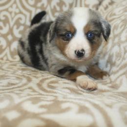 Major - Blue merle male Toy Australian Shepherd puppy in Licking, Missouri from Burnett Aussies
