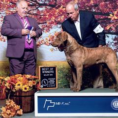 Nolin - Chesapeake Bay Retriever