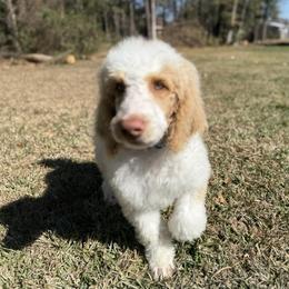Mocha - Parti male Poodle puppy in Miami, Florida from Milk Drunk Doodles And Poodles