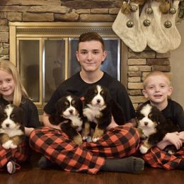 Bernese Mountain Dog Puppies from Willow Tree Berners