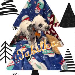 Tabitha AKC LUA - White and black female Dalmatian puppy in Las Vegas, Nevada from 101 Dew Dream Valley Dalmatians