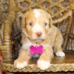 Pink - Red female Aussiedoodle puppy in Belgreen, Alabama from Scott’s Farm Poodles and Doodles