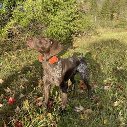 Griffin - German Shorthaired Pointer