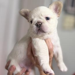 French Bulldog Puppies from Tellez House of Frenchies