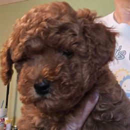 Rowan - Red  male Poodle puppy in Windom, Texas from Wild Farm Puppies