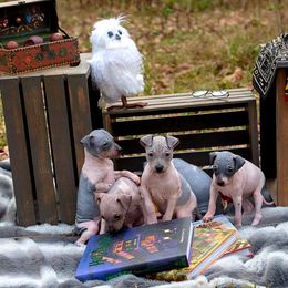 American Hairless Terrier and Flat-Coated Retriever Puppies from Inspired Flat-Coated Retrievers and American Hairless Terriers