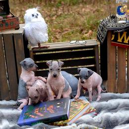 American Hairless Terrier and Flat-Coated Retriever Puppies from Inspired Flat-Coated Retrievers and American Hairless Terriers