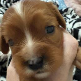 Red ruby - Ruby male Cavalier King Charles Spaniel puppy in Melbourne, Florida from Majestic Cavaliers of Melbourne FL