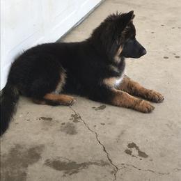 German Shepherd Puppies from Tara Riehle