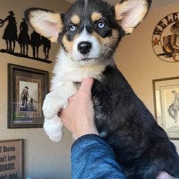 American Corgi and Pembroke Welsh Corgi Puppies from Chaotic Corgi’s