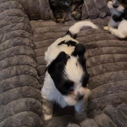 Male black, white, Parti Yorkie - Parti male Yorkshire Terrier puppy in Des Moines, Iowa from Diamond Yorkshire Terriers