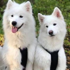 Finnish Lapphunds and Samoyeds from Allusion