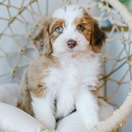 Maizie - female Australian Mountain Doodle puppy in Spanish Fork, Utah from K Brand Doodles