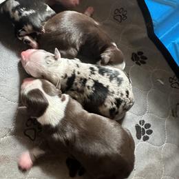 Miniature American Shepherd Puppies from Bond’s MAS