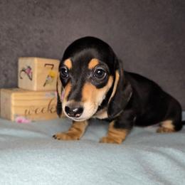 Boy 2 - Black and tan male Dachshund puppy in Valrico, Florida from Bloomin Doxies