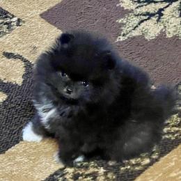 Abby - Black female Pomeranian puppy in Delta Junction, Alaska from Princess Arctic Pomeranians