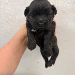 Coal - Black male Havanese puppy in Lancaster, South Carolina from 3 Bs Havanese-PUPPIES with  PURPOSE
