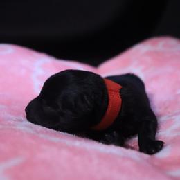 Red - Lune - Black female Schipperke puppy in Vancouver, Washington from Curtin Creek Schipperkes