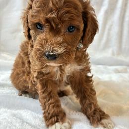 Eeyor - Buff and white male Cockapoo puppy in Adrian, Oregon from ApplebyFarm