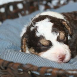 Bernedoodle Puppies from Sparling's Doodles