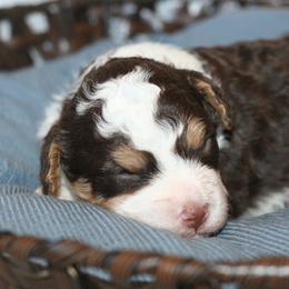 Bernedoodle Puppies from Sparling's Doodles
