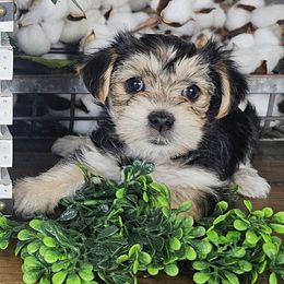 Purple Collar Girl - Black and tan female Morkie puppy in Guyton, Georgia from Fluff Town Puppies, LLC