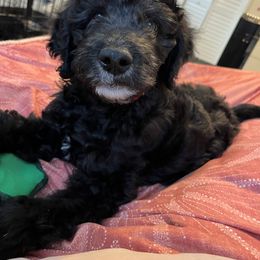 Havanese, Poodle, and Sheepadoodle Puppies from KK's Doodles and Havanese