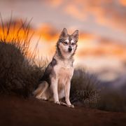 Bennet - Alaskan Klee Kai