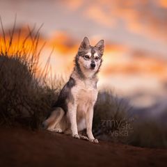 Bennet - Alaskan Klee Kai