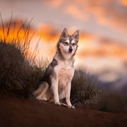 Bennet - Alaskan Klee Kai